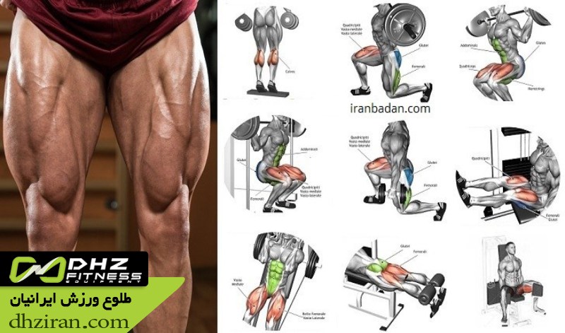 عضلات اصلی پا و نقش آن ها در تمرینات 